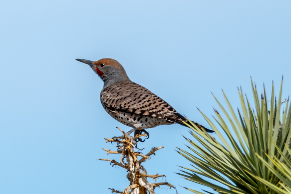 Gilded Flicker - Greg Shott