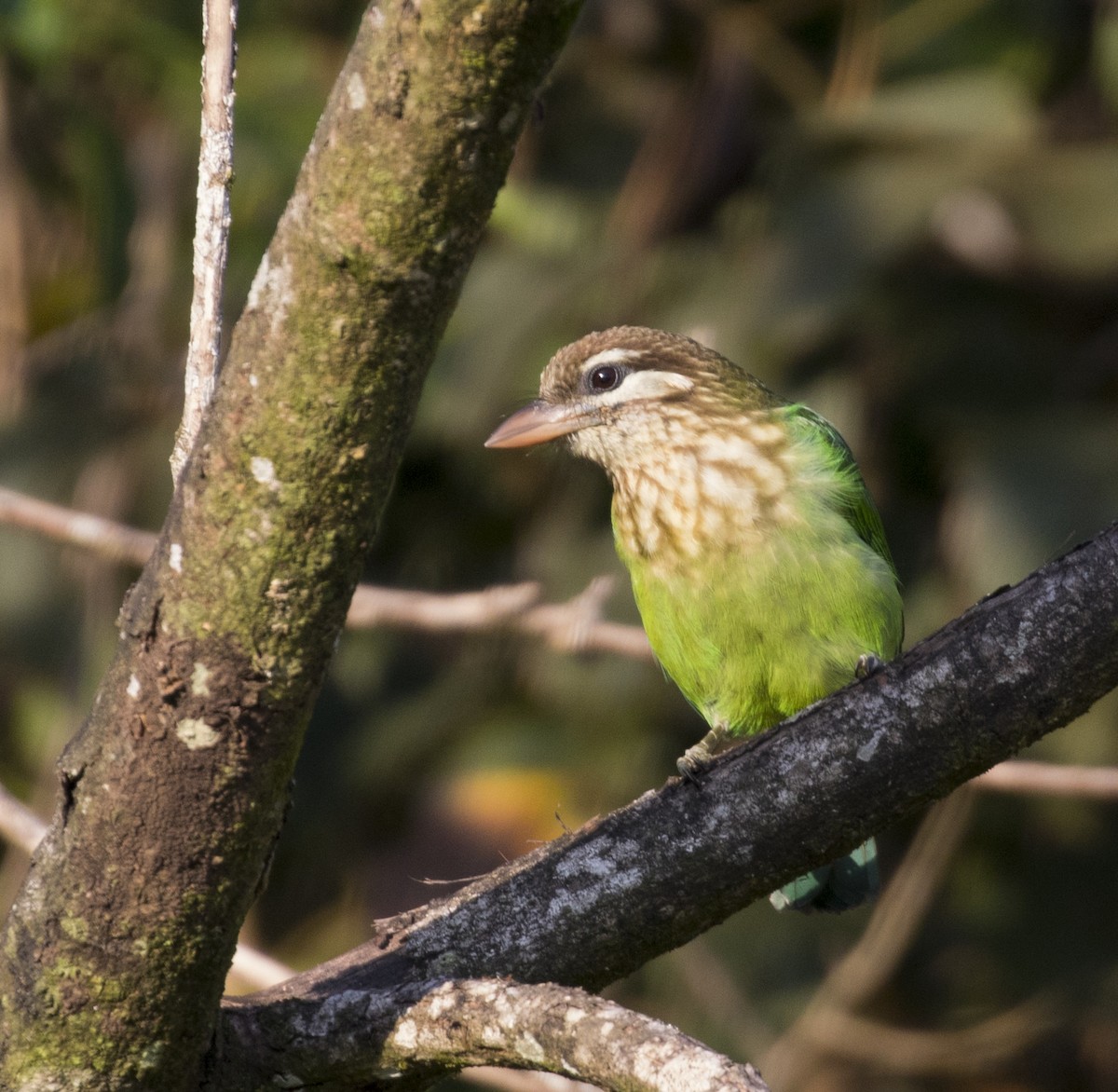 White-cheeked Barbet - ML610986426