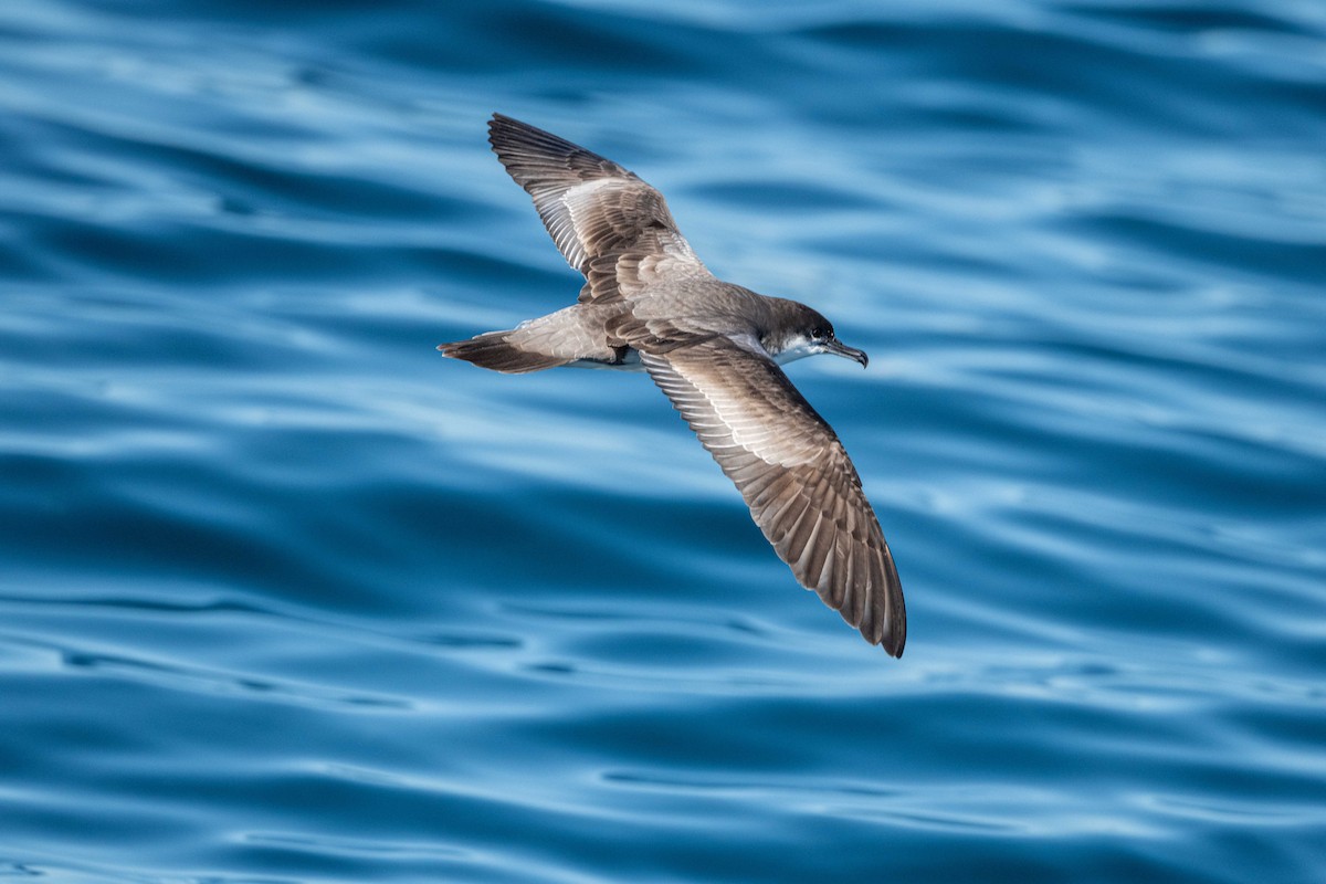 Buller's Shearwater - ML610986511