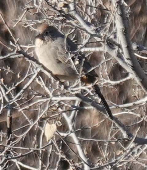 Canyon Towhee - Lilian Saul