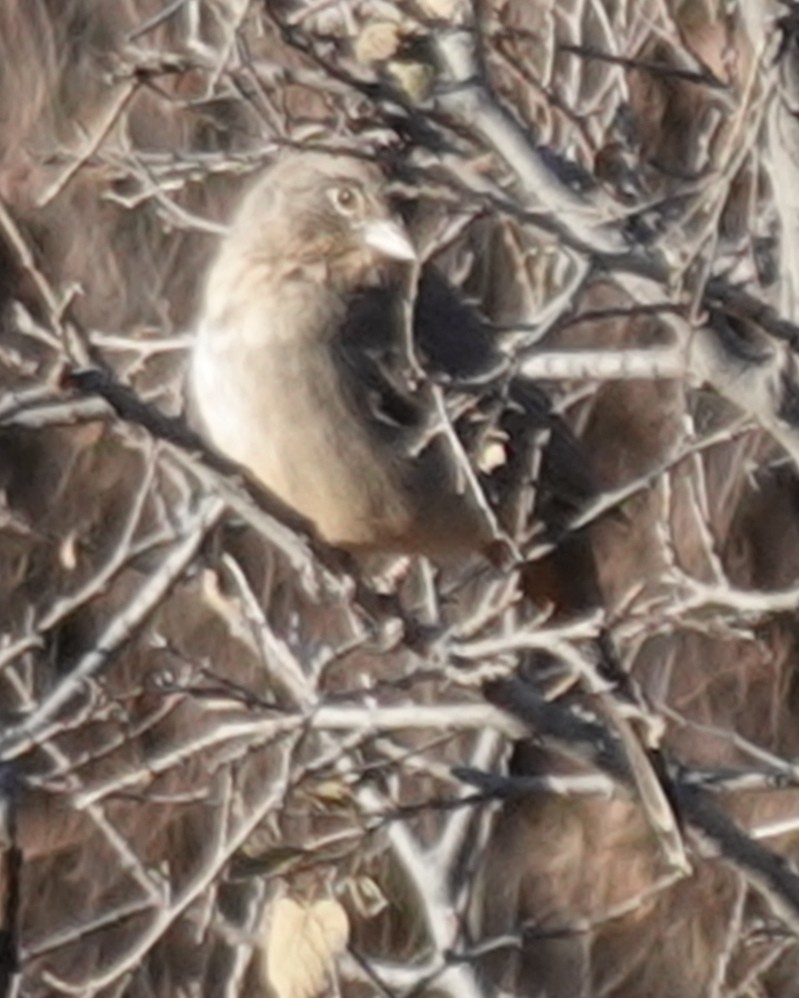 Canyon Towhee - ML610986535