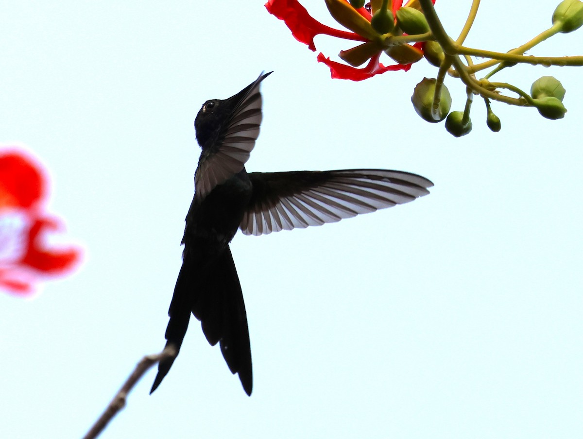 Swallow-tailed Hummingbird - ML610986584