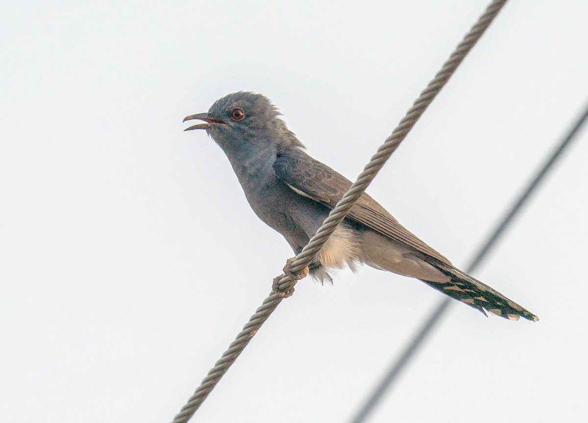 Gray-bellied Cuckoo - ML610986600