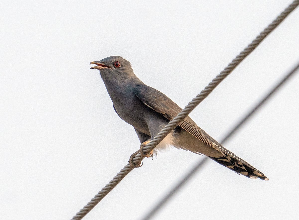 Gray-bellied Cuckoo - ML610986601