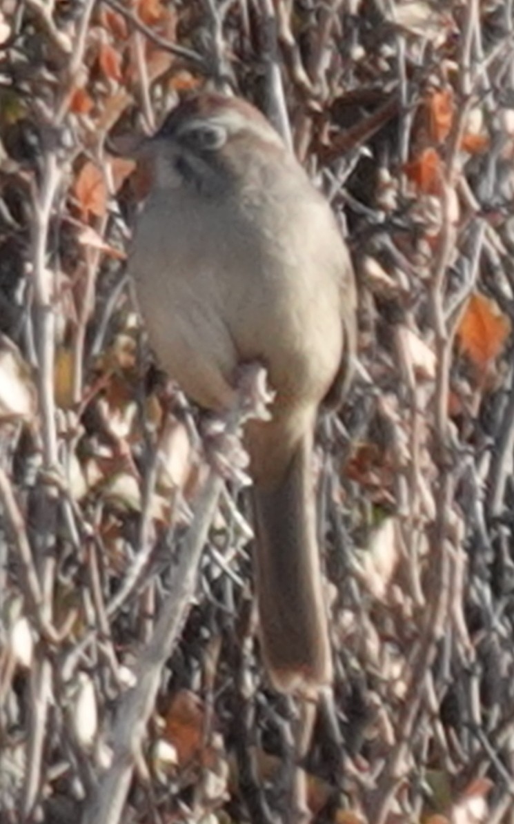 Rufous-crowned Sparrow - ML610986673