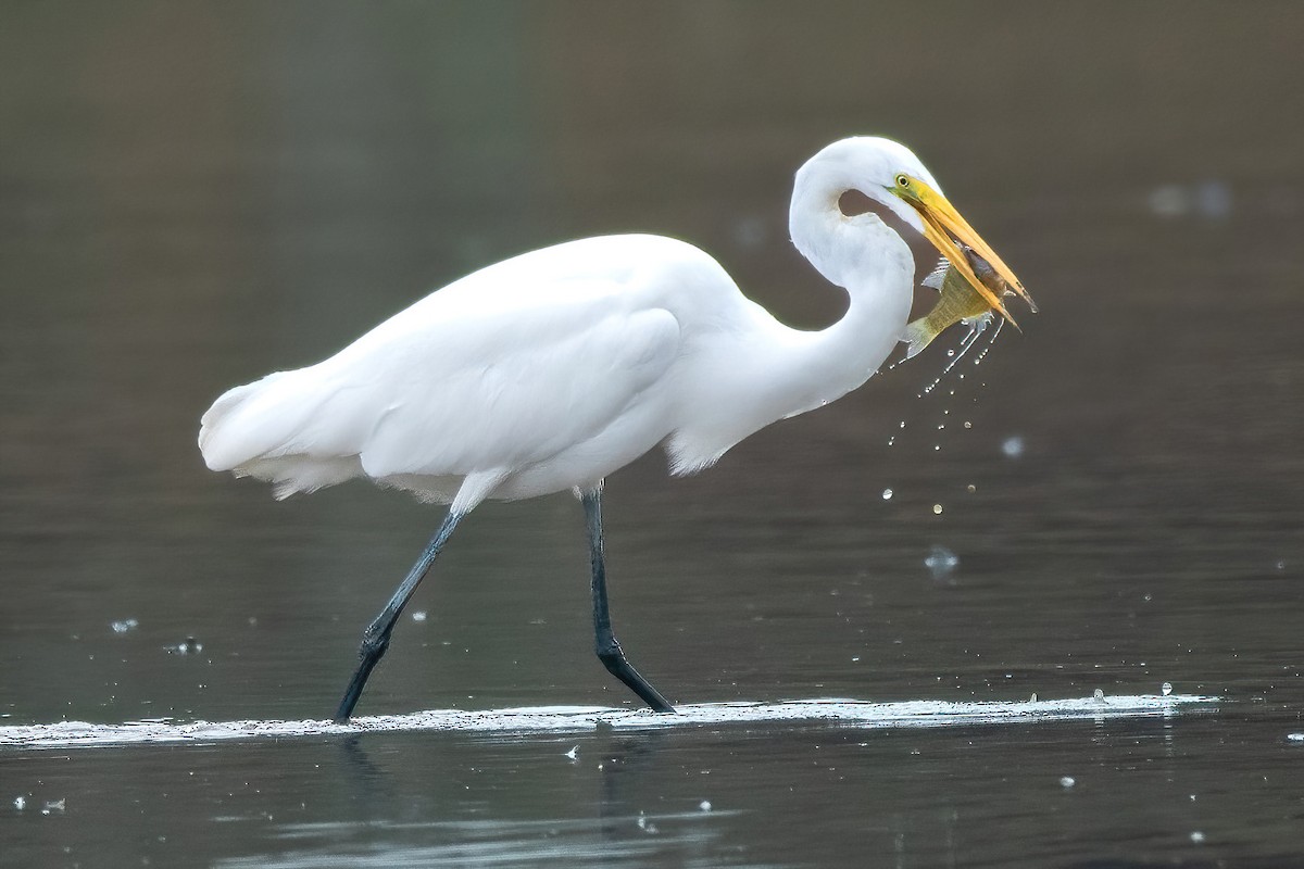 Great Egret - ML610986707