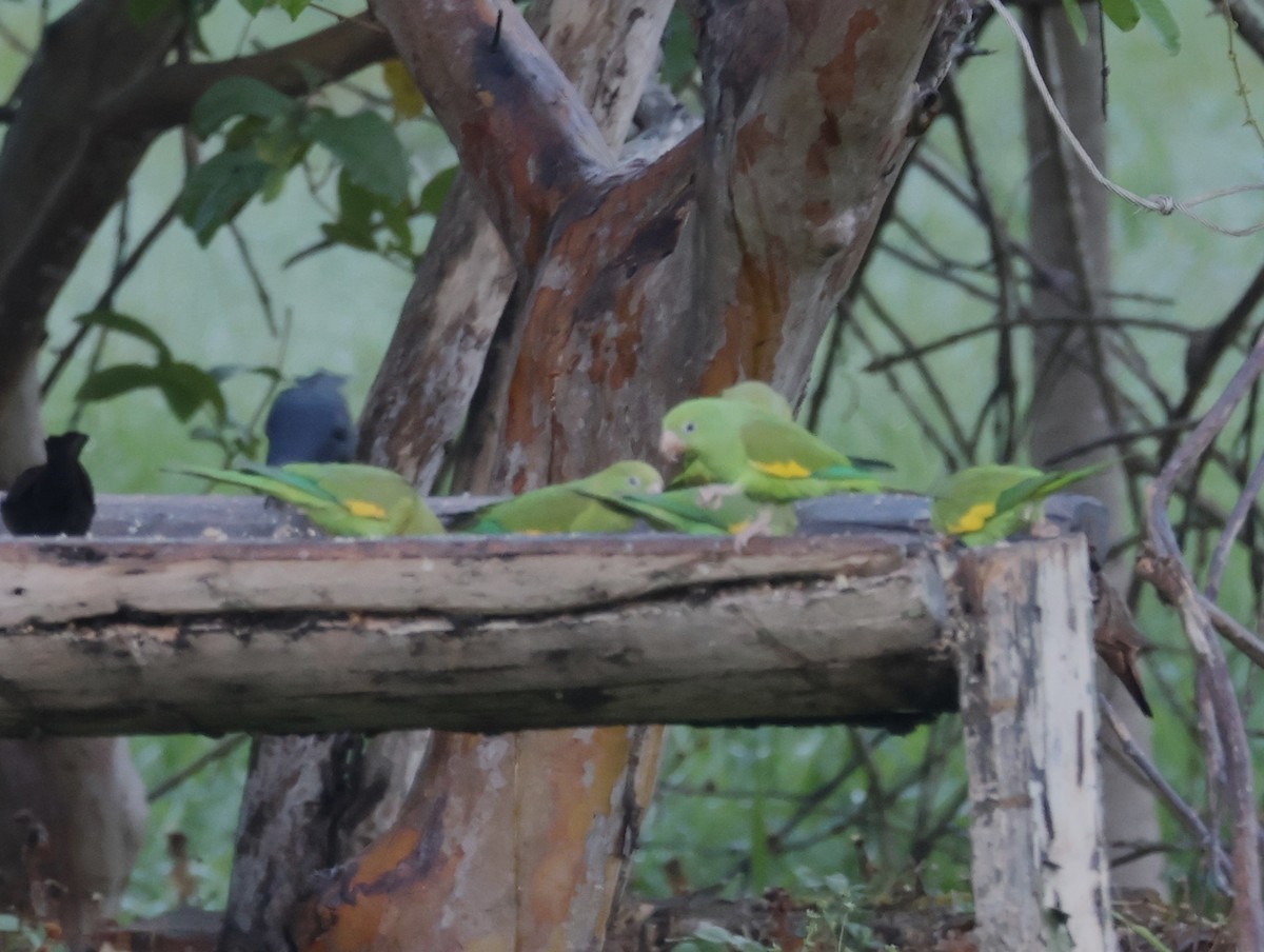 Yellow-chevroned Parakeet - Joan Baker