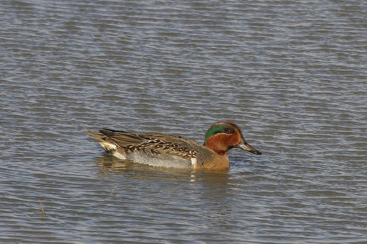 Green-winged Teal - ML610986785