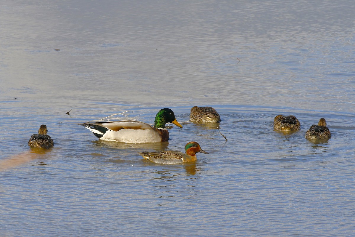 Green-winged Teal - ML610986786
