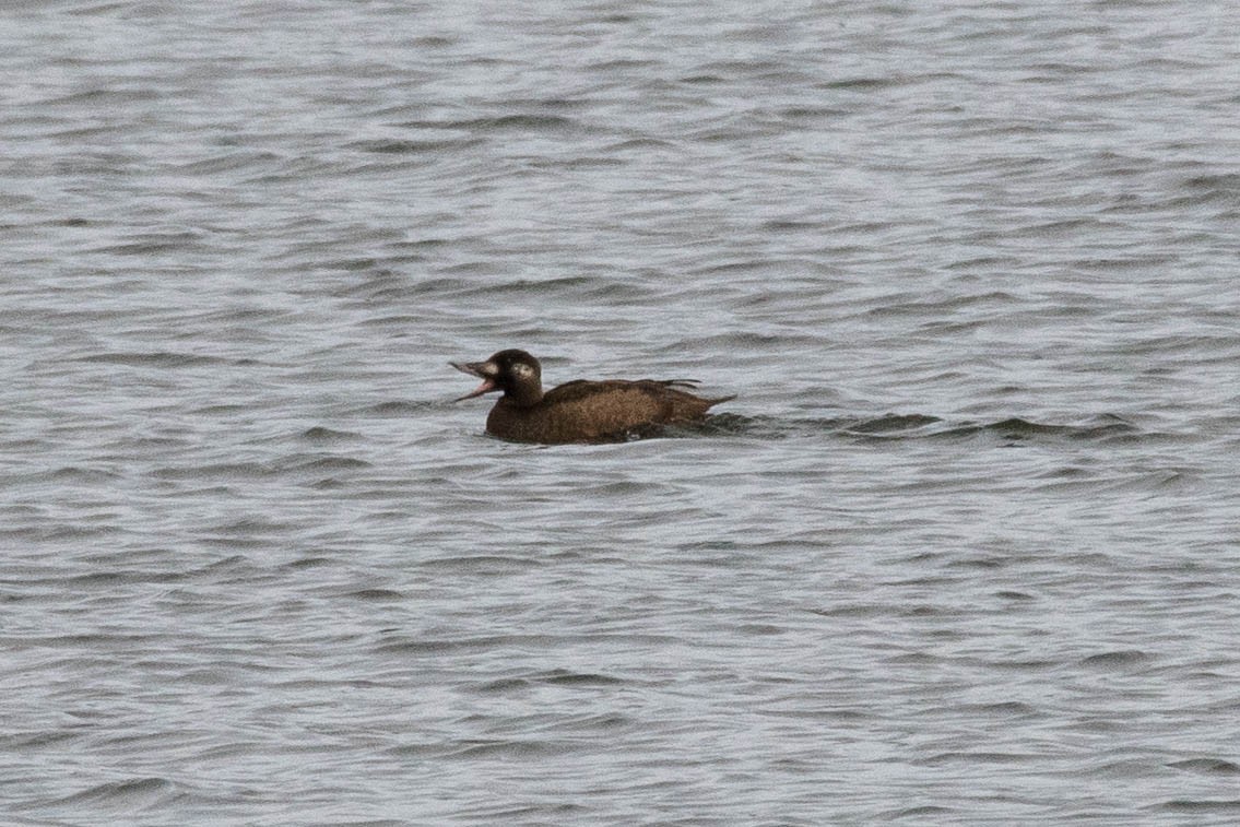 Surf Scoter - ML610986804