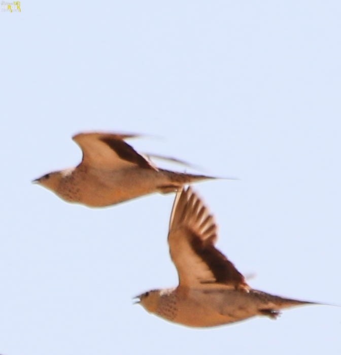 Spotted Sandgrouse - ML610986883