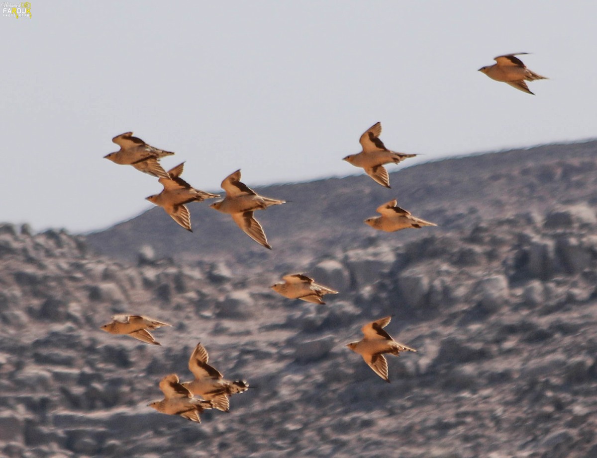 Spotted Sandgrouse - Mohamed Farouk