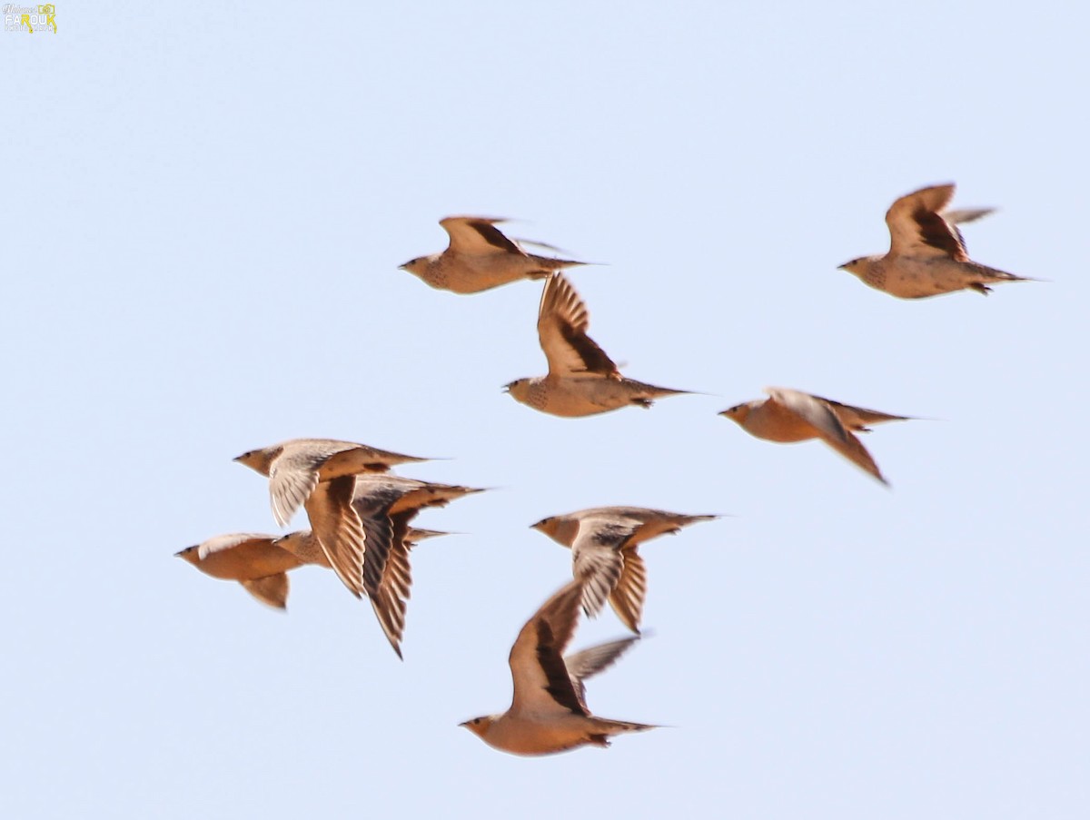 Spotted Sandgrouse - Mohamed Farouk