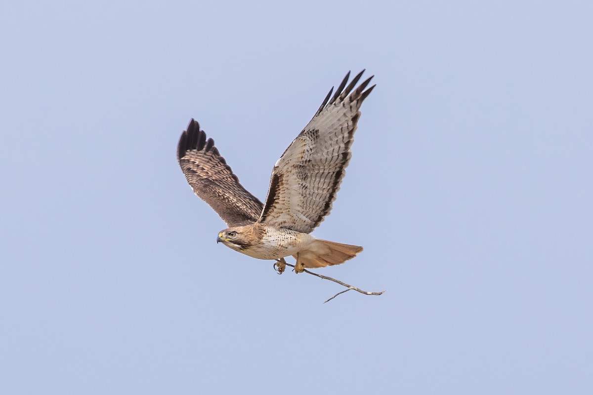 Red-tailed Hawk - ML610986914