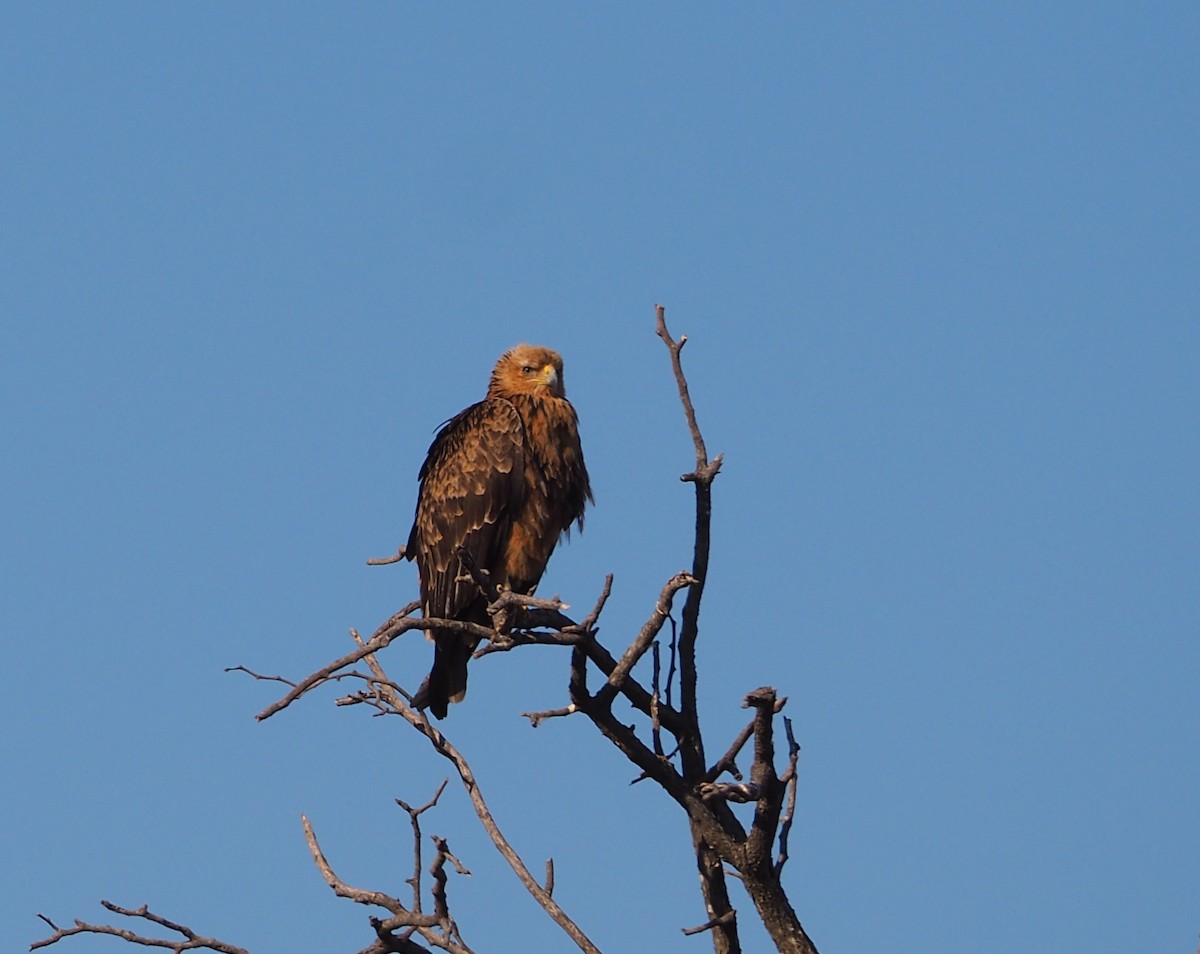 Tawny Eagle - Kenta Togo