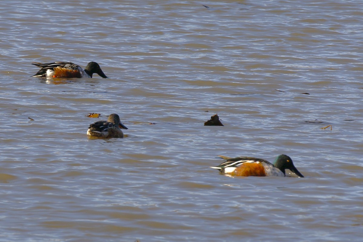 Northern Shoveler - ML610986972