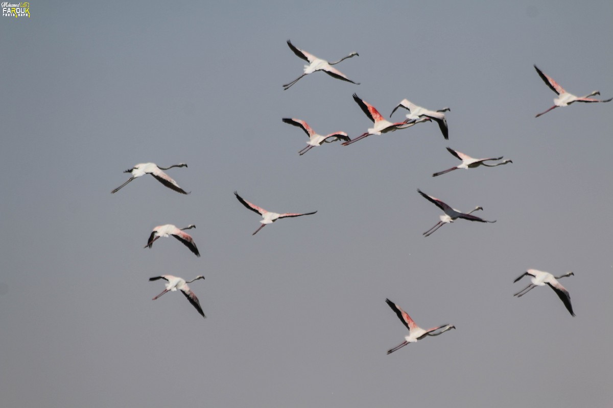 Greater Flamingo - Mohamed Farouk