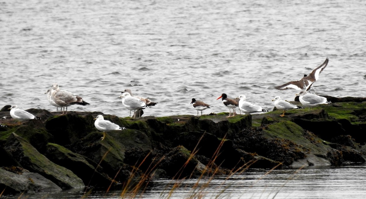 American Oystercatcher - Sue Ascher