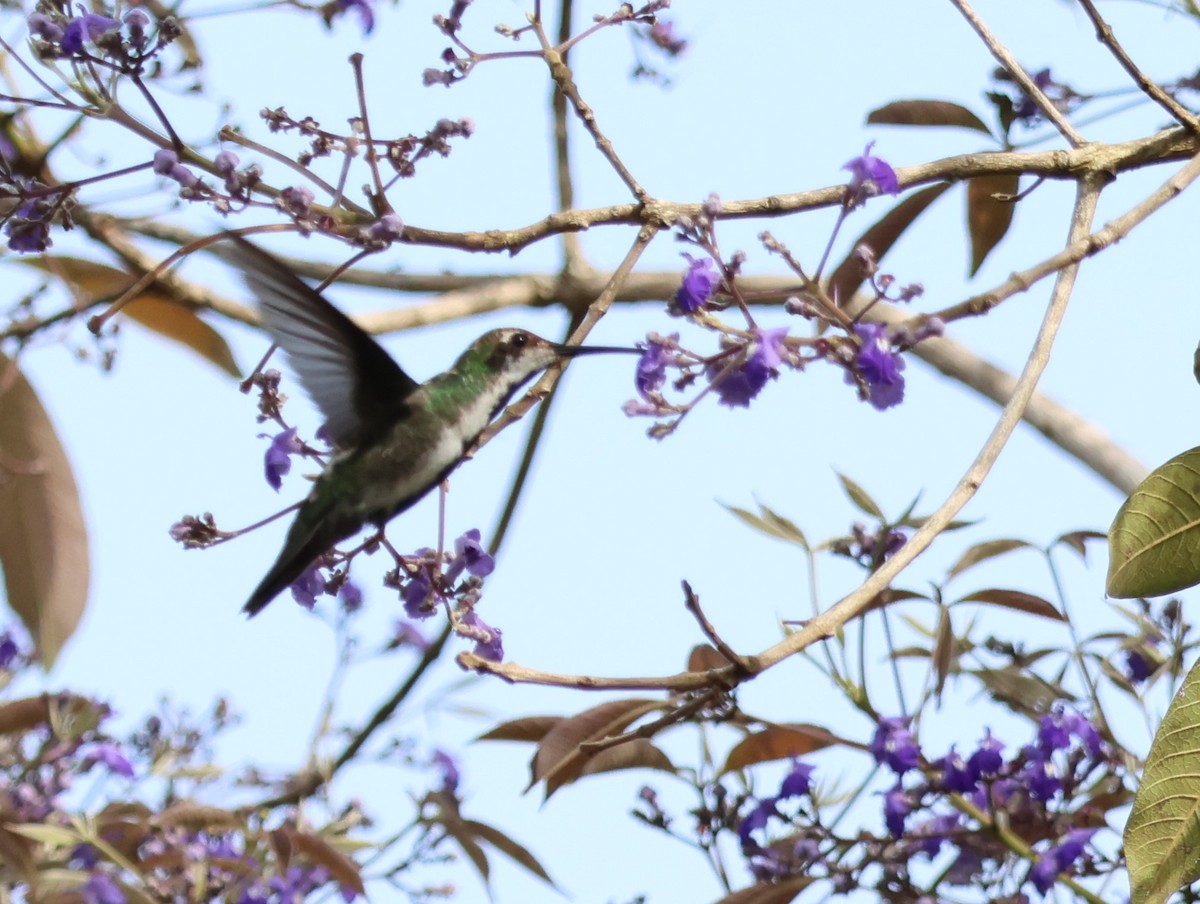 Black-throated Mango - ML610987112