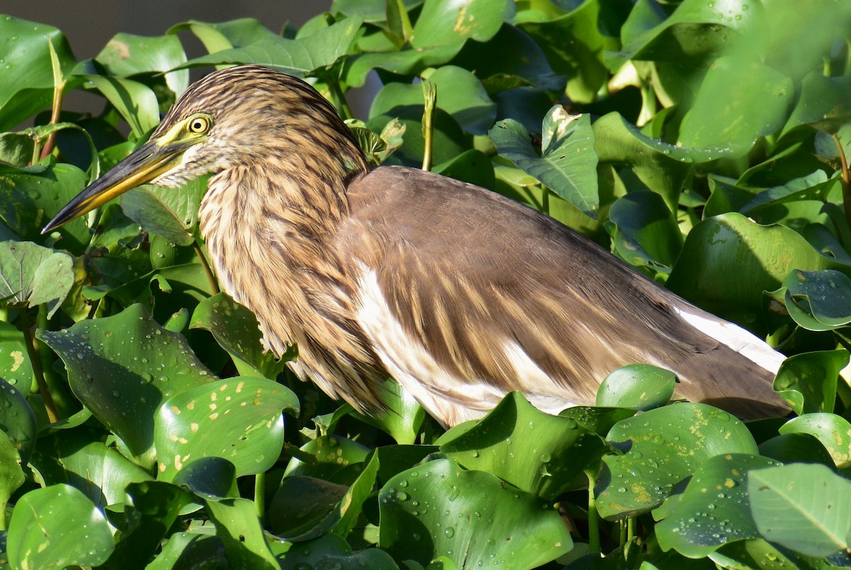 Indian Pond-Heron - ML610987146