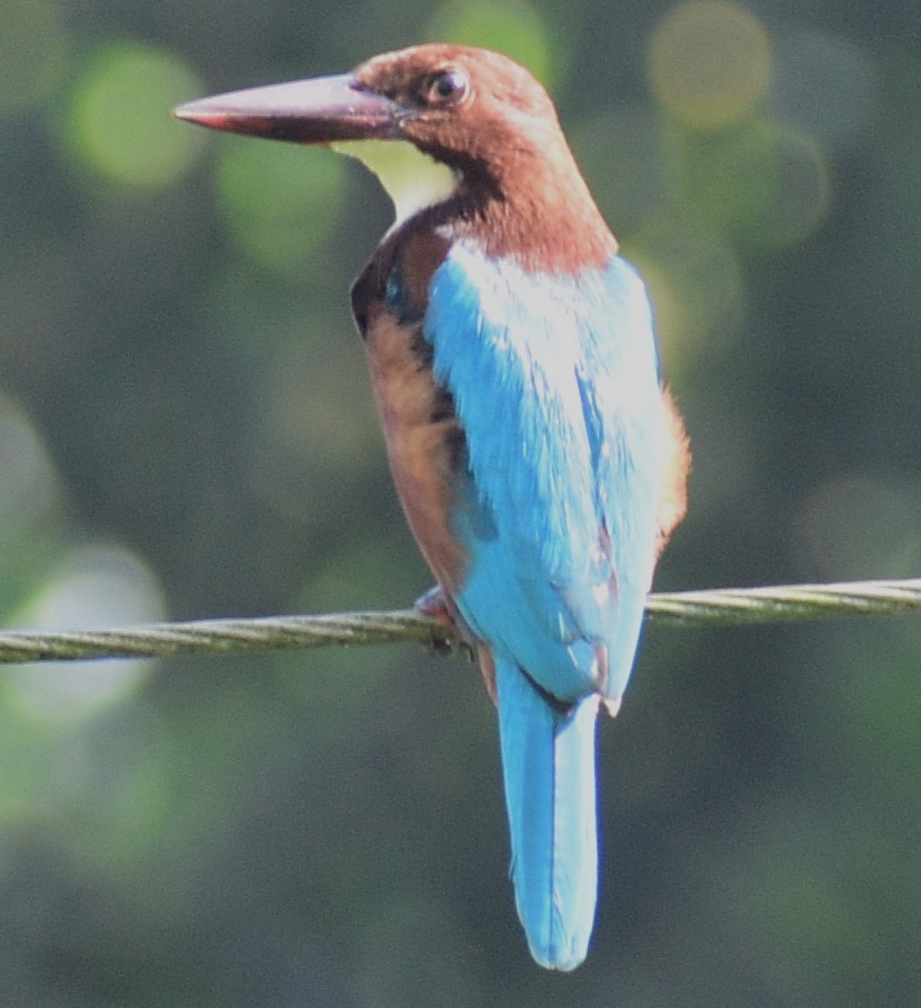 White-throated Kingfisher - ML610987161