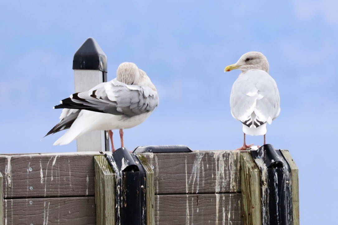 Gaviota Groenlandesa - ML610987179