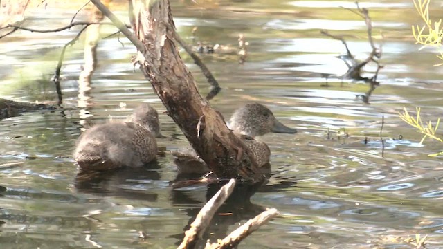 Freckled Duck - ML610987224