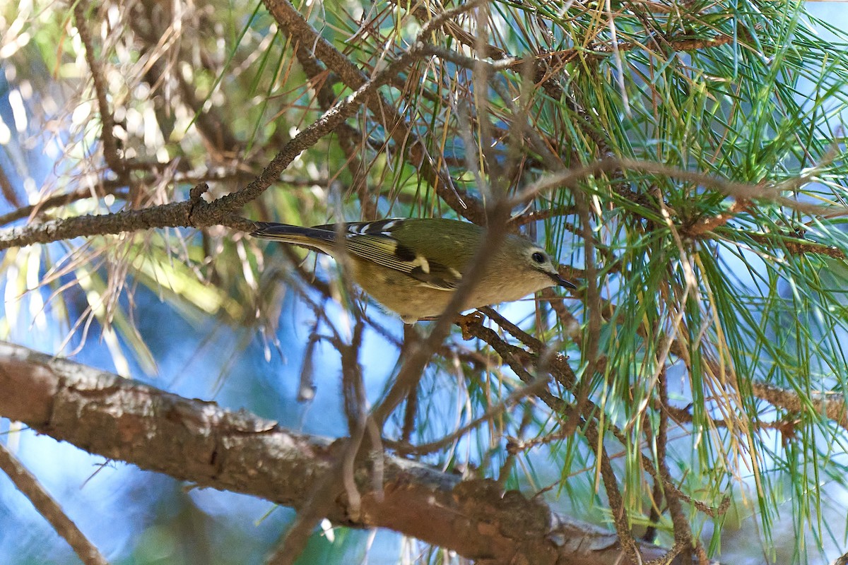 Goldcrest - ML610987243