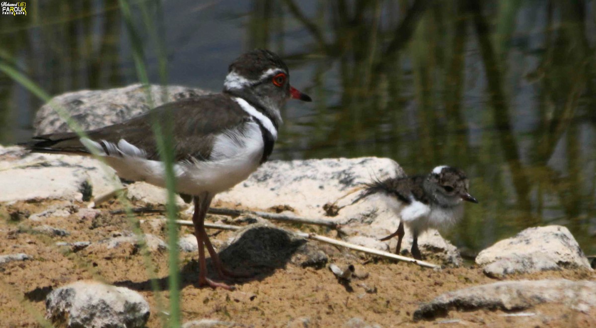 Three-banded Plover - Mohamed Farouk