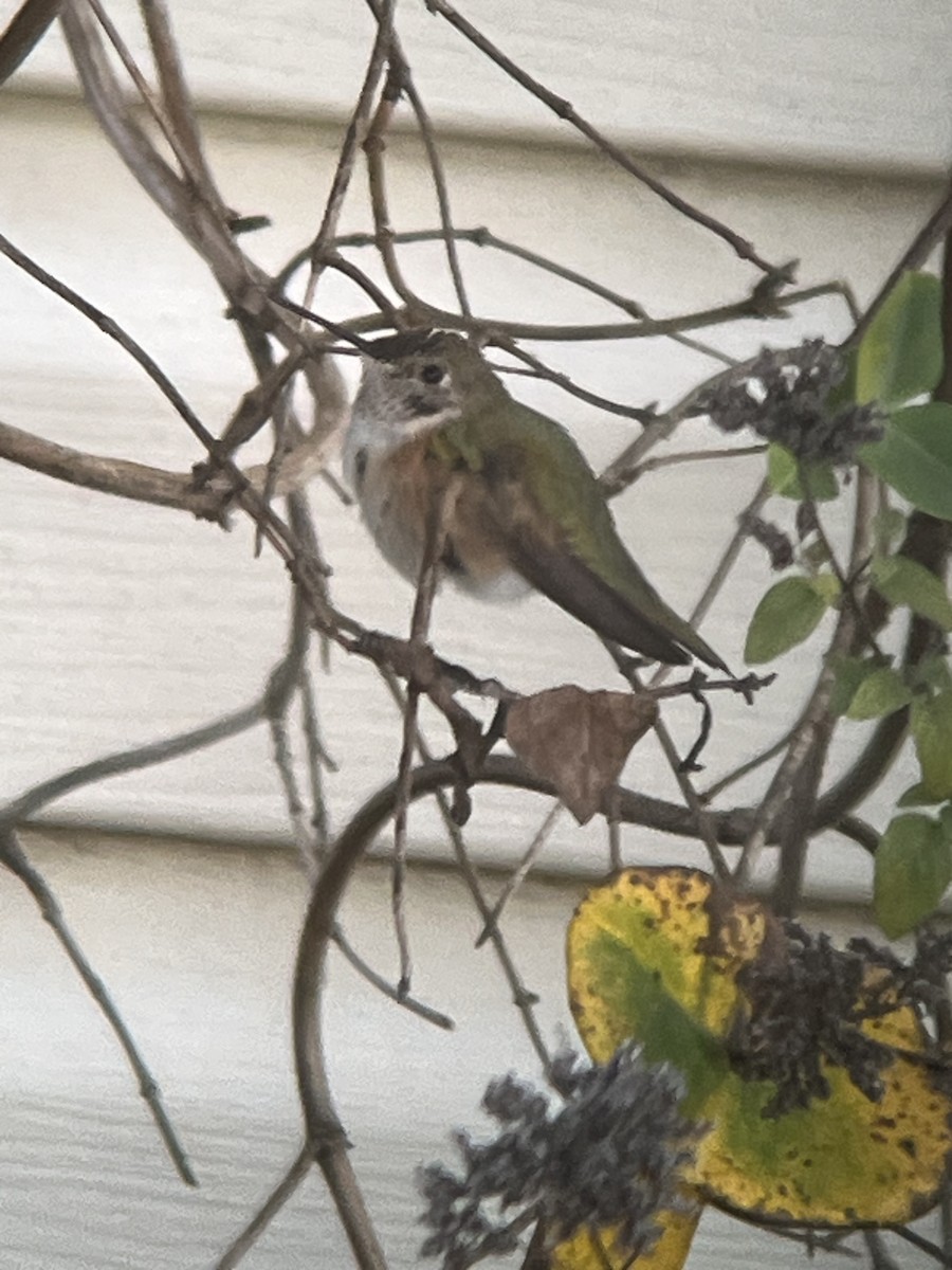 Broad-tailed Hummingbird - David Johnson