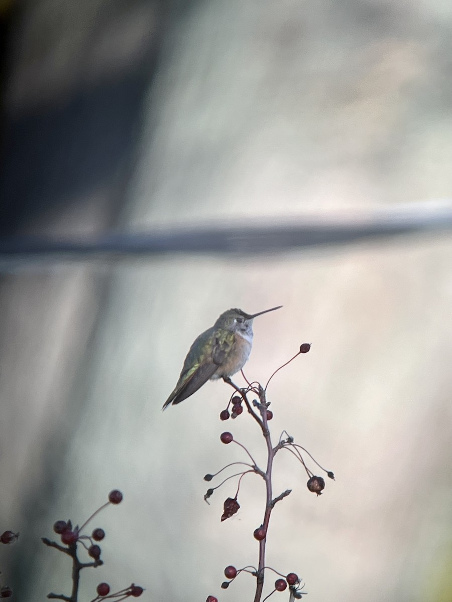 Broad-tailed Hummingbird - David Johnson