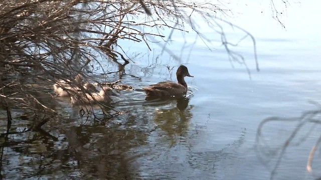 Freckled Duck - ML610987410