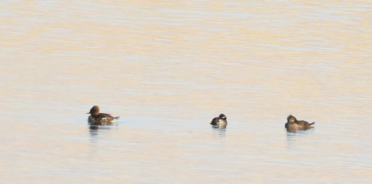 Hooded Merganser - ML610987487