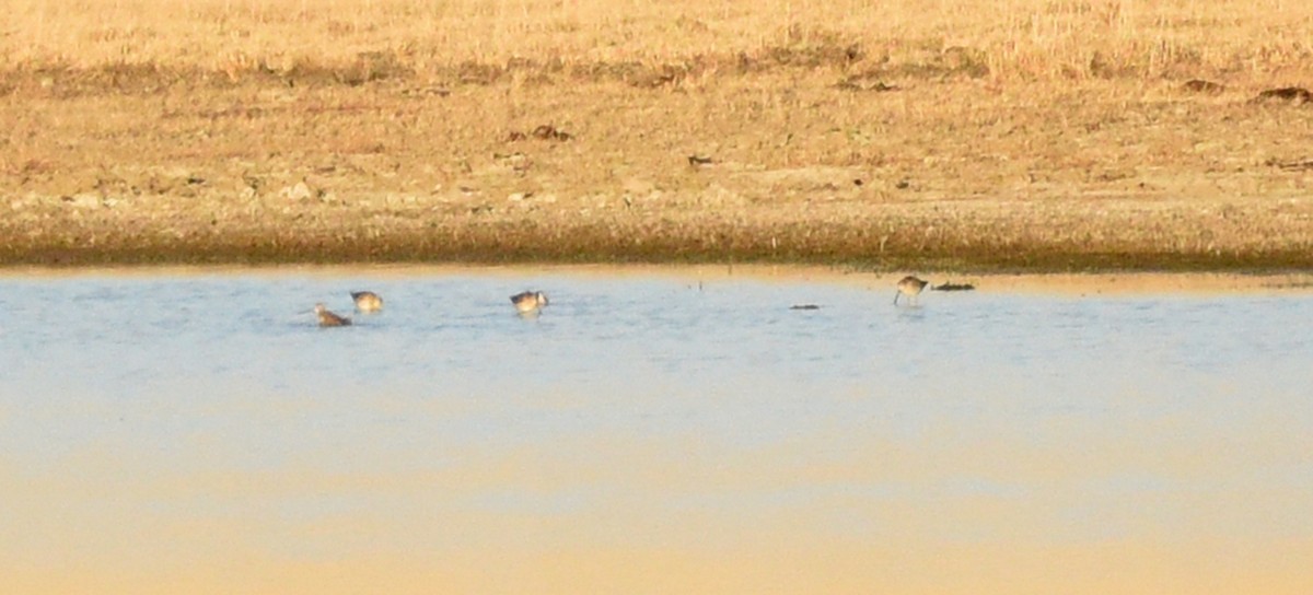 Long-billed Dowitcher - ML610987489