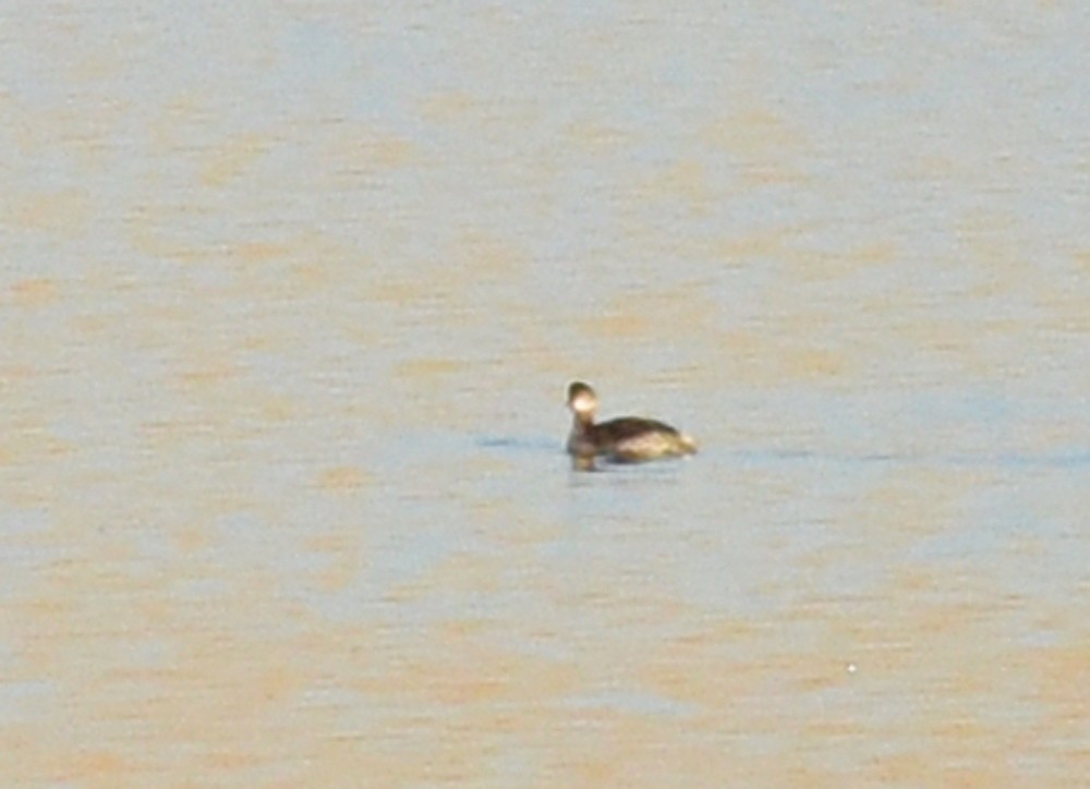 Eared Grebe - ML610987492