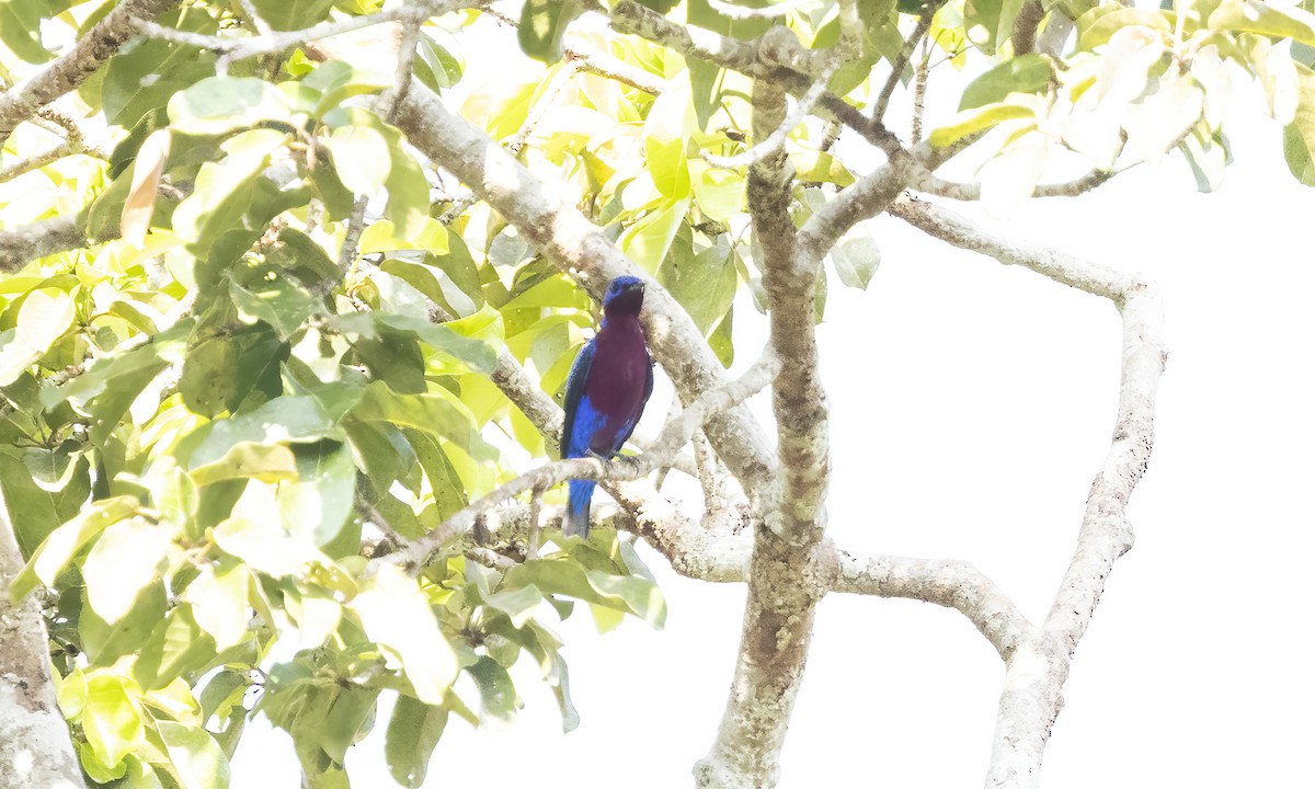 Purple-breasted Cotinga - ML610987517