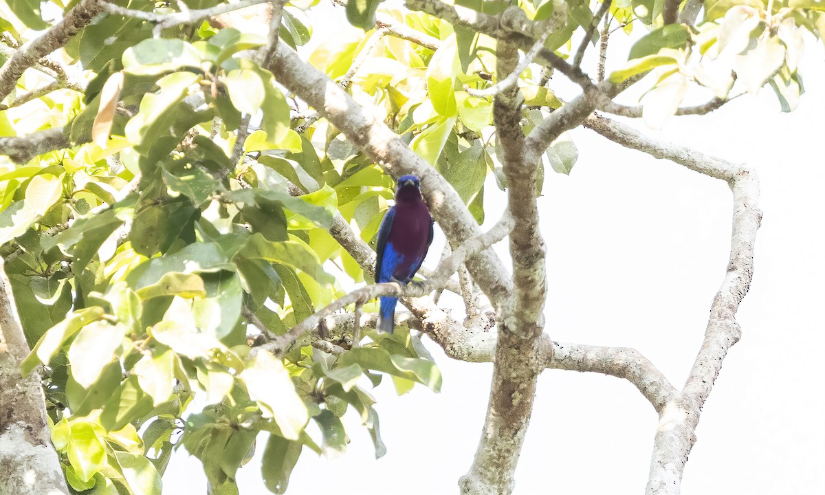 Cotinga Pechimorado - ML610987520