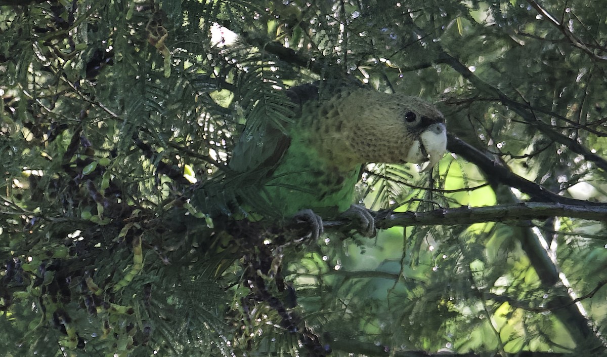 papoušek zelenobřichý - ML610987557