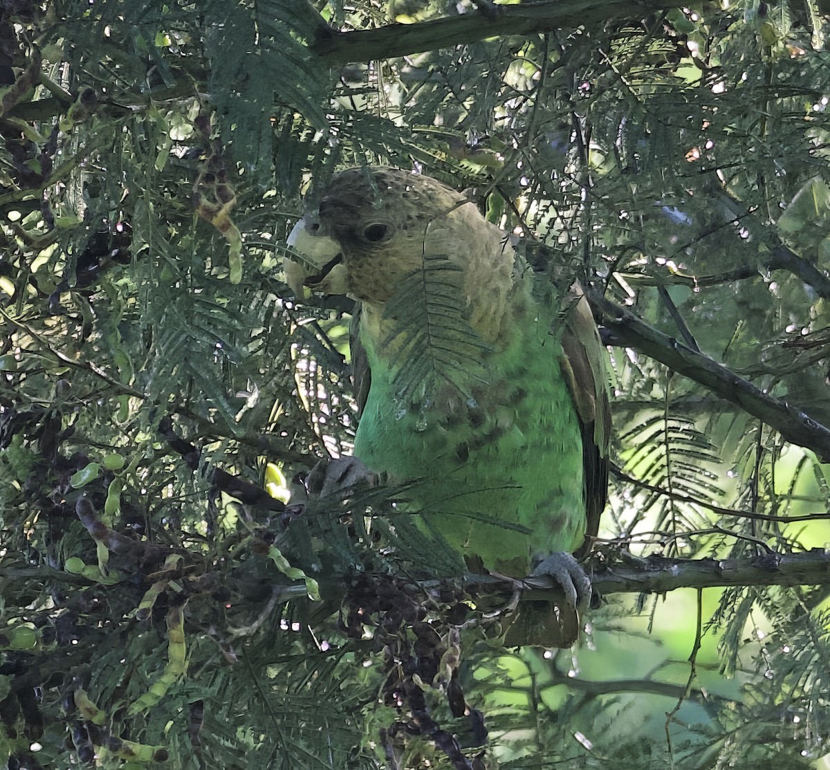 papoušek zelenobřichý - ML610987558