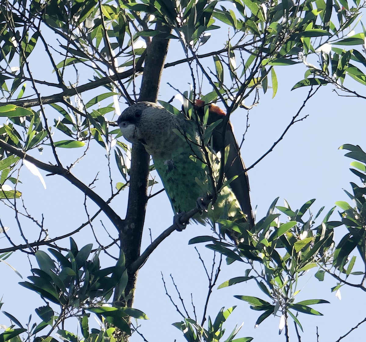 papoušek zelenobřichý - ML610987559