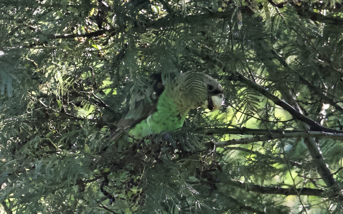 papoušek zelenobřichý - ML610987560
