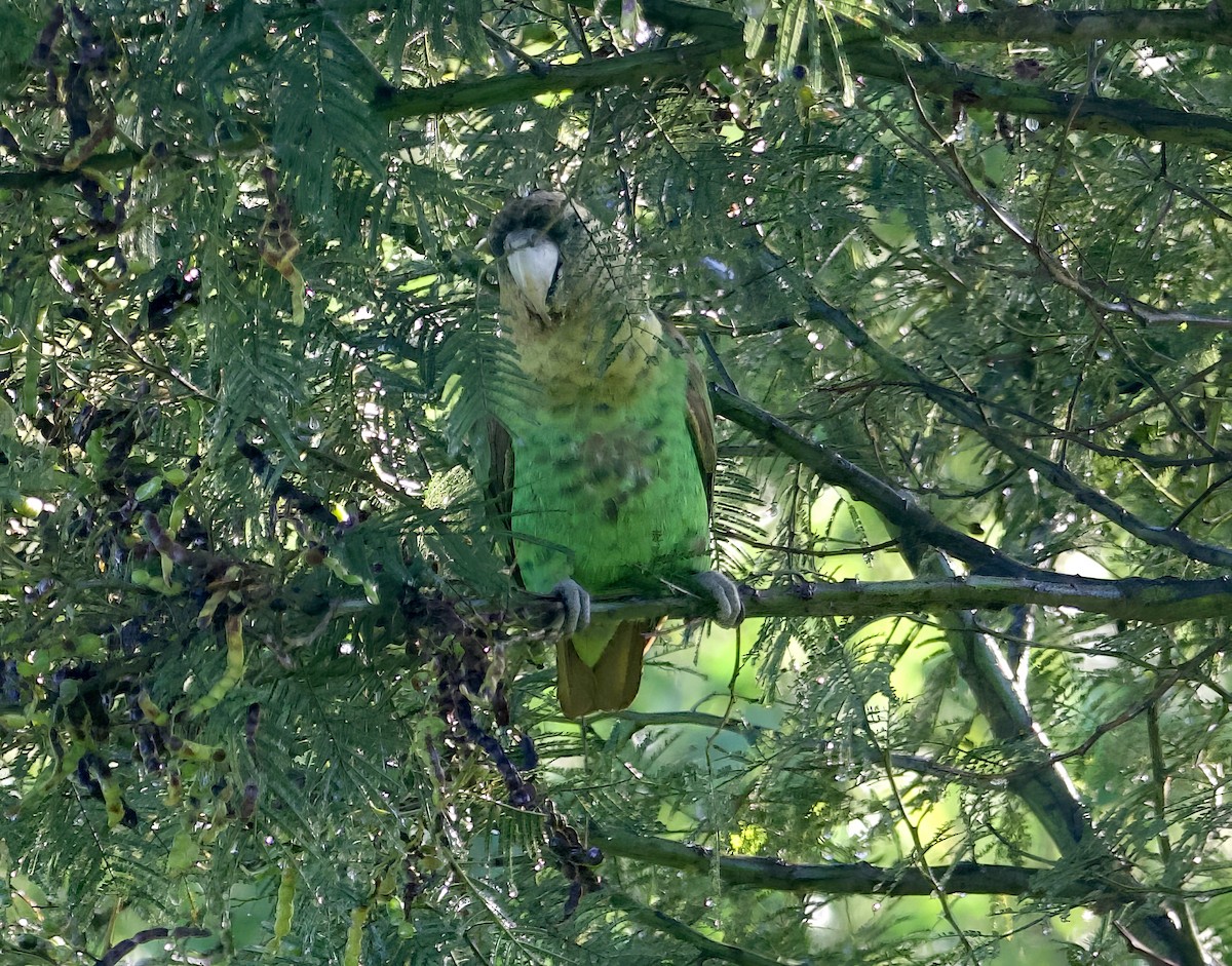 papoušek zelenobřichý - ML610987561