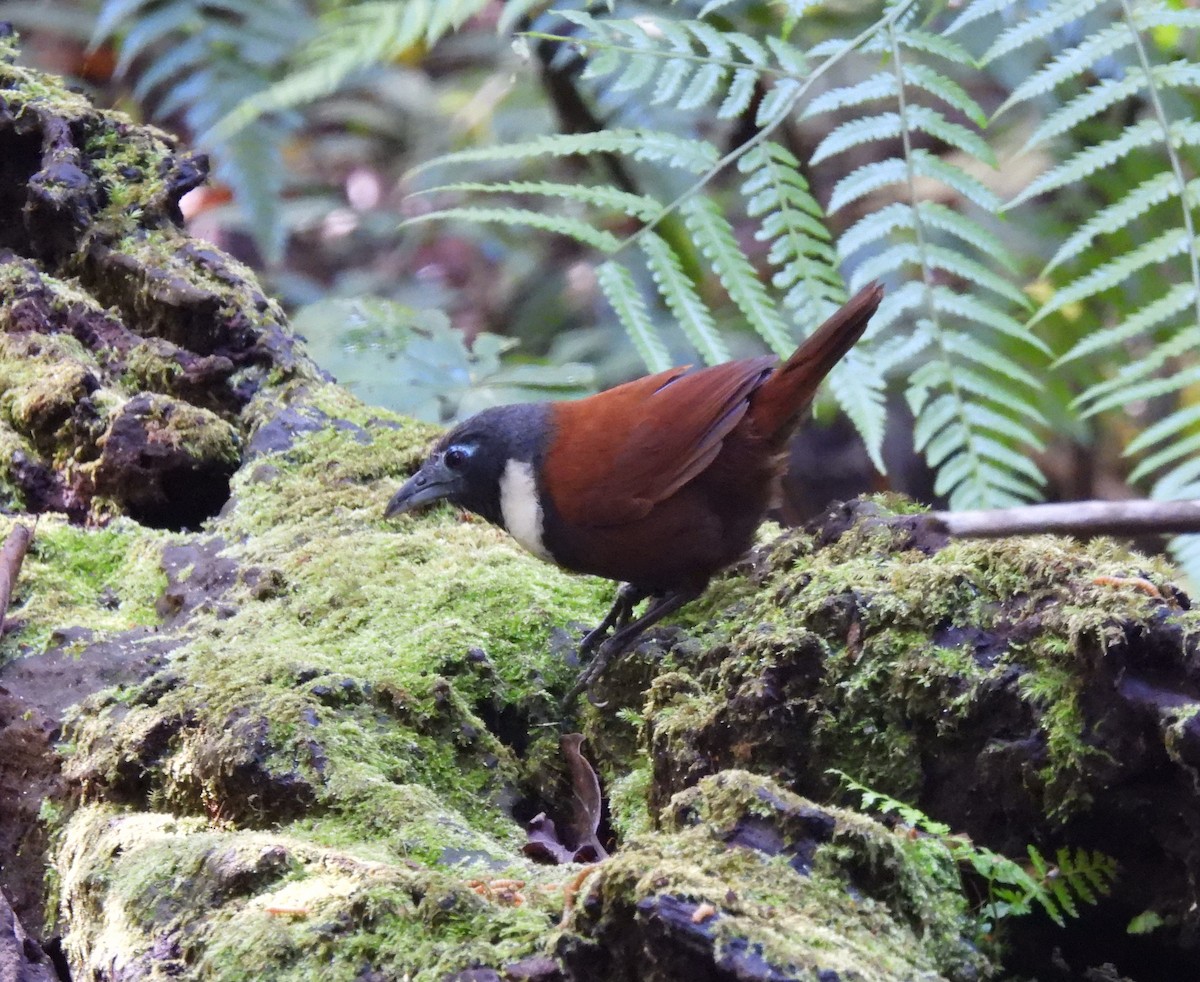 White-bibbed Babbler - ML610987612