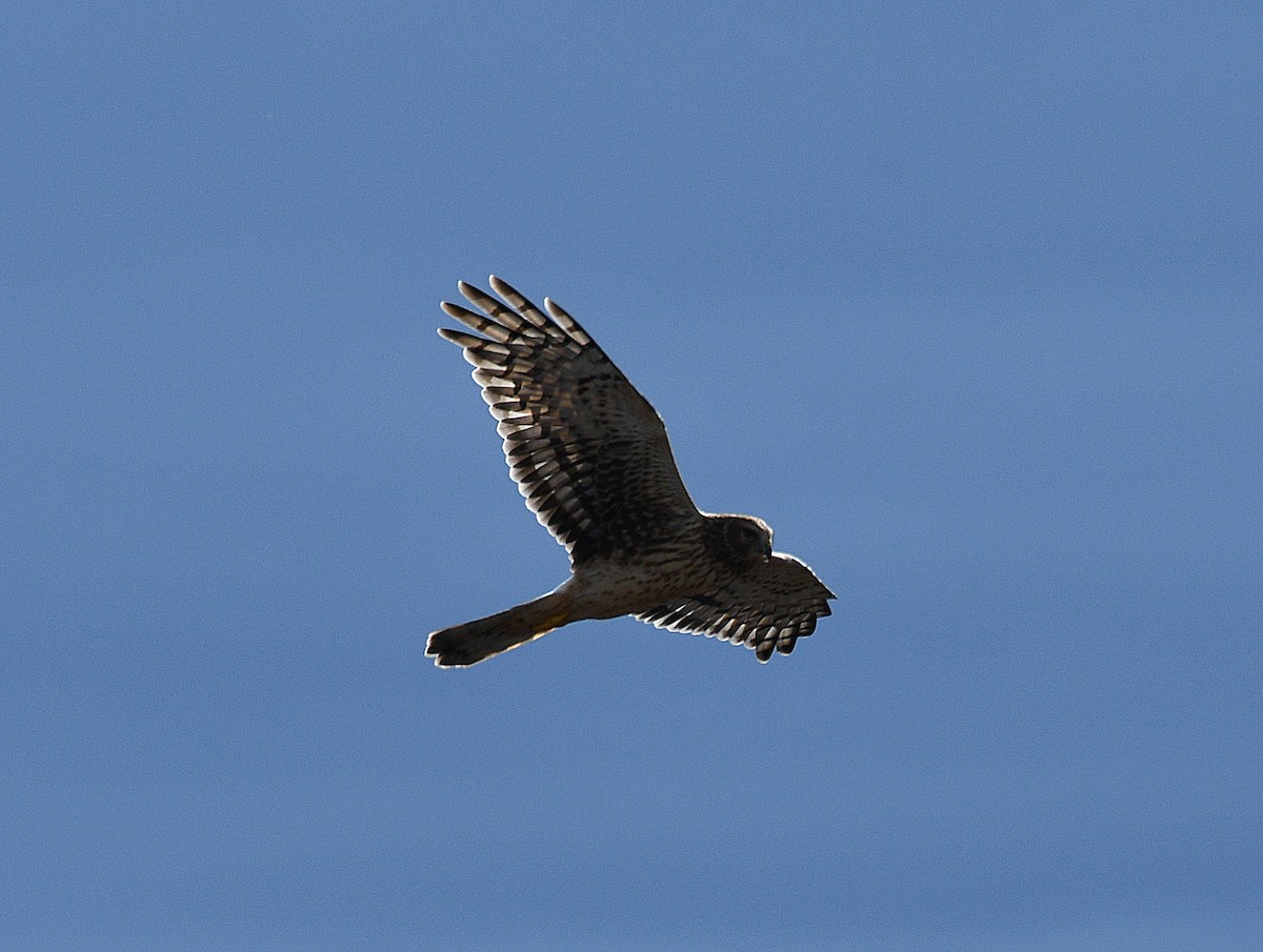 Northern Harrier - ML610987625