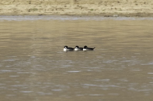 Bufflehead - ML610987690