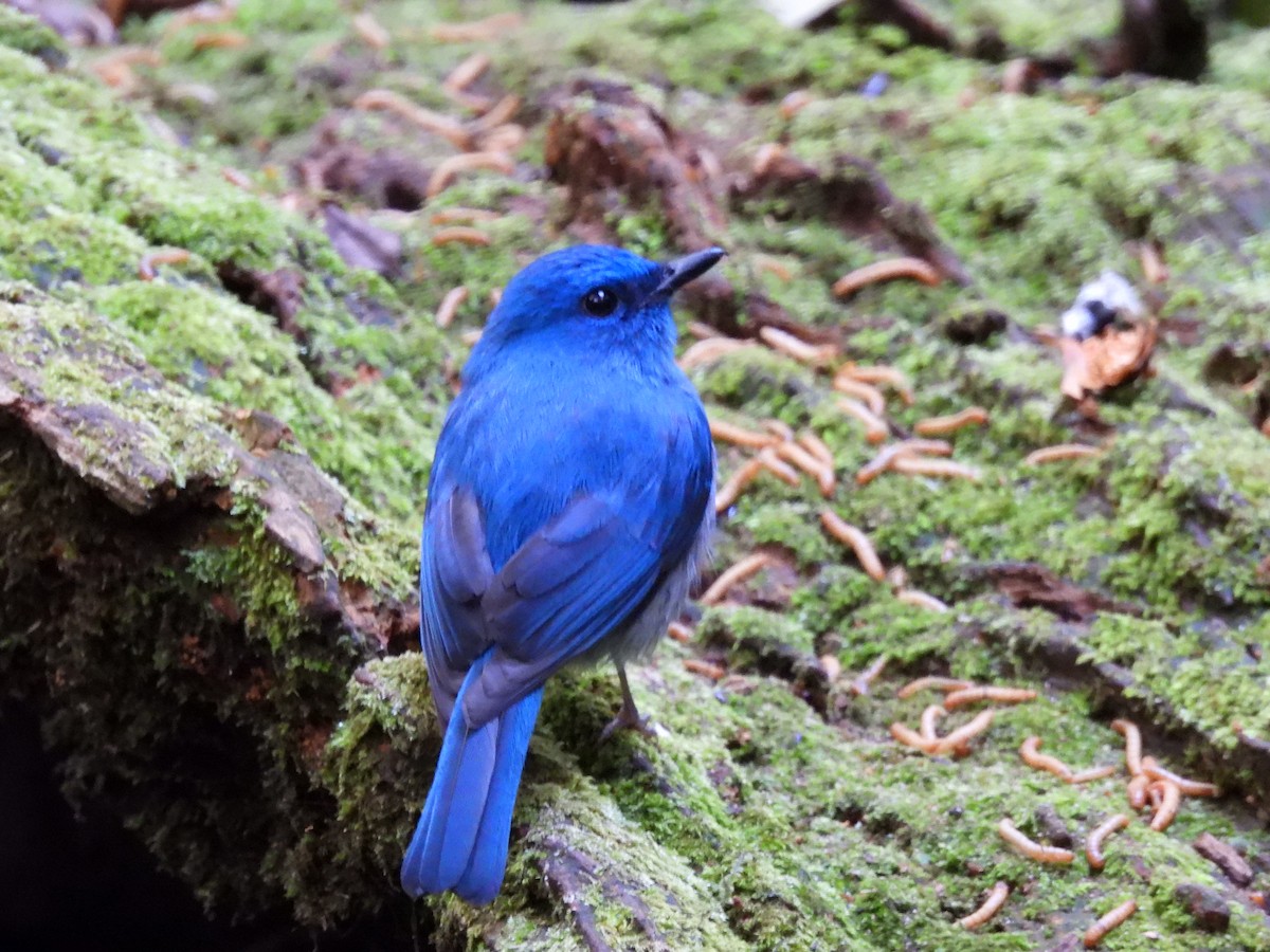 Pale Blue Flycatcher - ML610987699