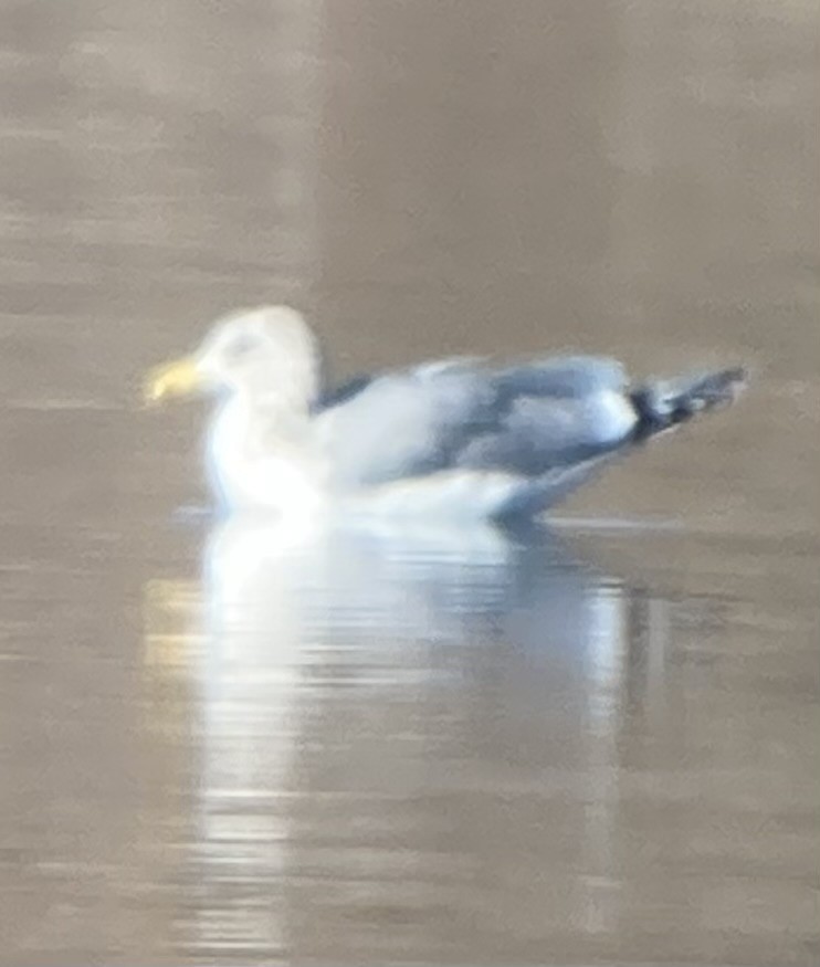 Gaviota Californiana - ML610987725