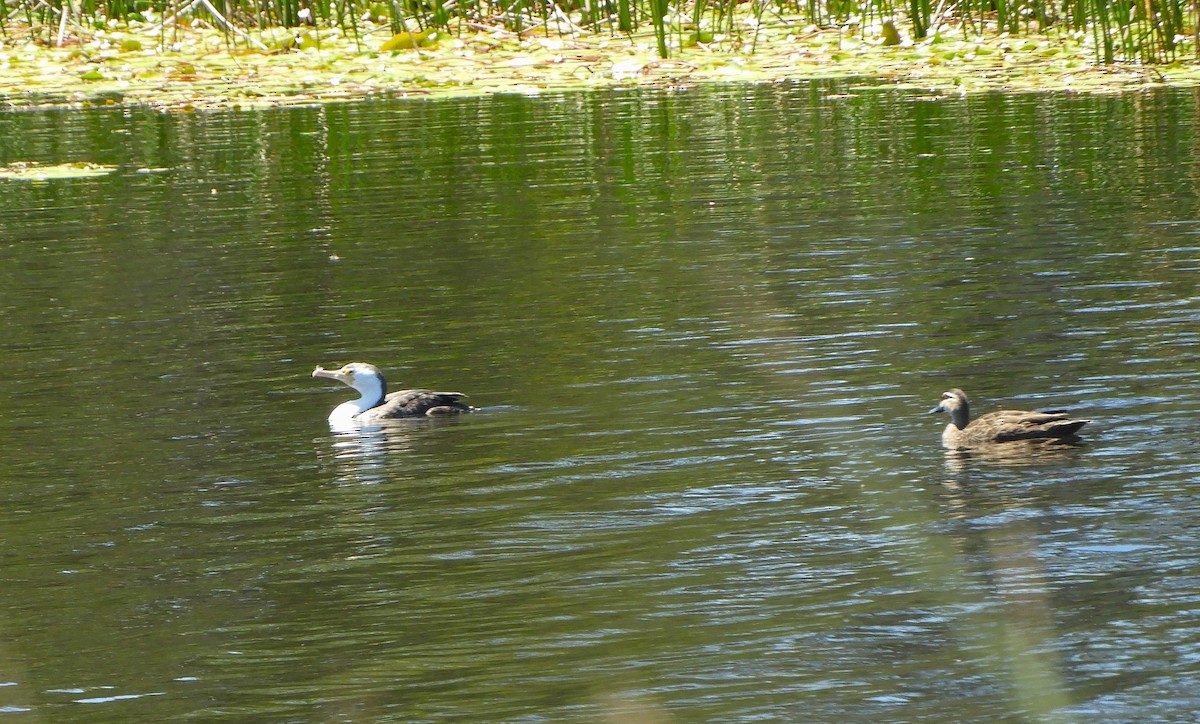 Pied Cormorant - ML610987834