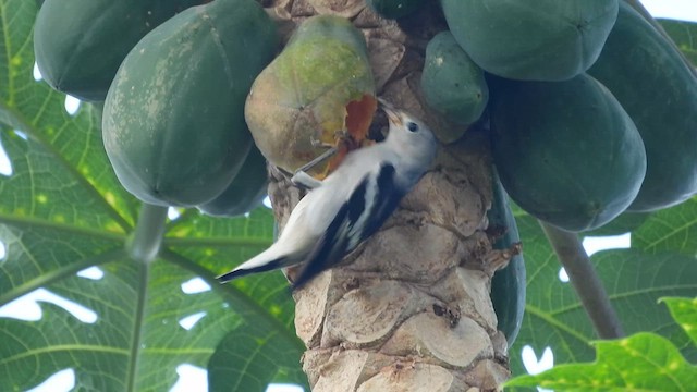 Daurian Starling - ML610987907