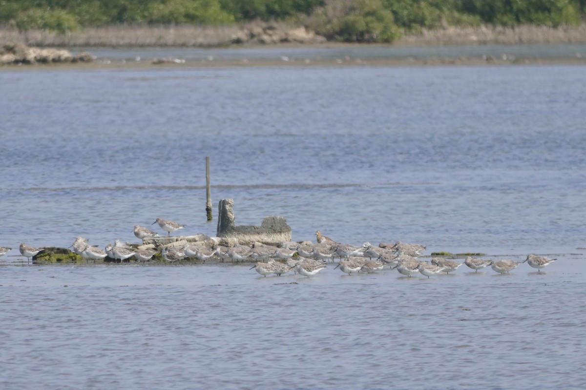 Great Knot - ML610987919